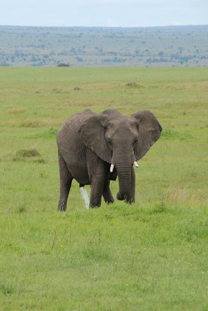 Elephant urinatingの写真素材