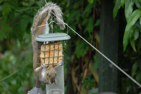 Squirrel eating from bird feederの写真素材