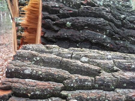 Stacked cordwood heavily barked with splinters.の写真素材