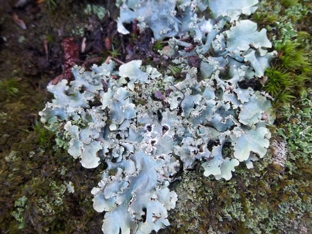 Healty blue-green lichens growing in a tree.の写真素材