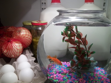 Goldfish and goldfish bowl in the refrigerator.の写真素材