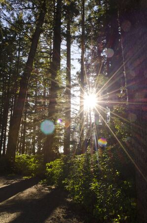 sunlight coming through old growth trees with lens flare