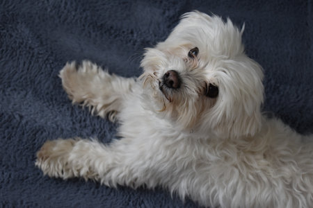 Cute Maltese dog lying on the carpet. Selective focus.の写真素材