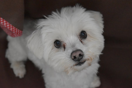 Cute Maltese dog looking at the camera on a brown backgroundの写真素材