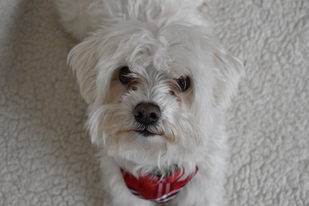 Portrait of a Maltese dog with a red bow tie.の写真素材