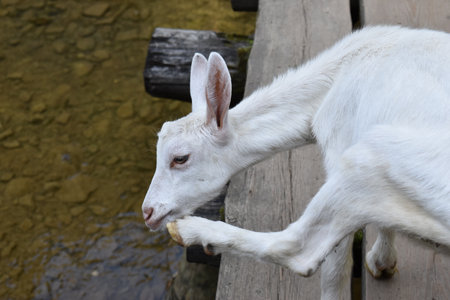 White goat eating a piece of bread on a wooden walkway.の写真素材