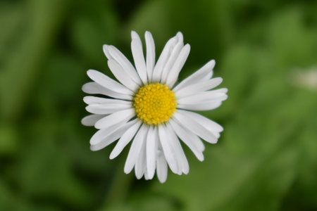 white daisy flower on green background, macro photo with shallow depth of fieldの写真素材