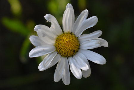 White daisy flower in the garden on a sunny summer day.の写真素材