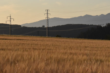 Rural landscape with wheat field and high voltage towers in the backgroundの写真素材