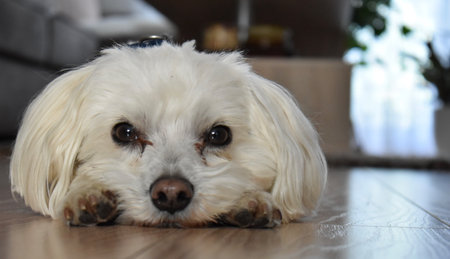 Havanese dog lying on the floor at home. Selective focus.