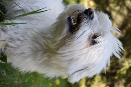 White Maltese dog lying in the grass looking at the camera.の写真素材