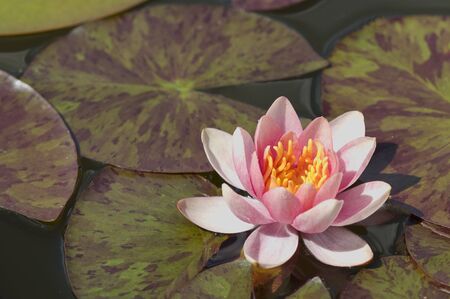 Waterlilyの写真素材