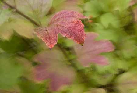 Autumnの写真素材