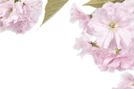 Cherry Blossom				<div style=の写真素材