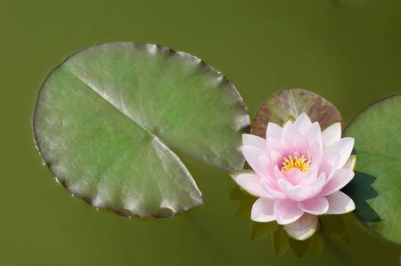 water lilyの写真素材