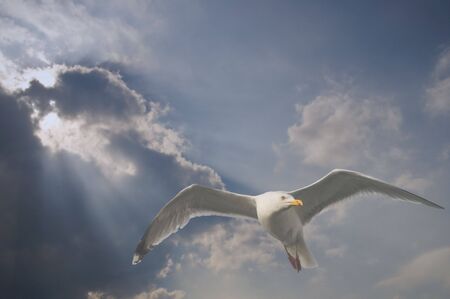 Seagullの写真素材