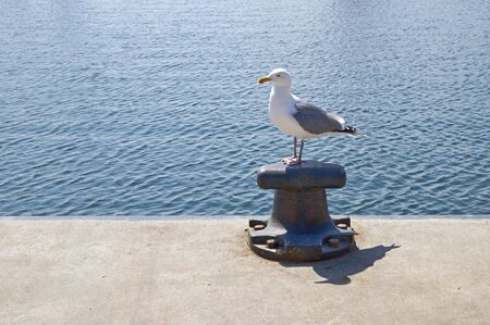 Pollerの写真素材