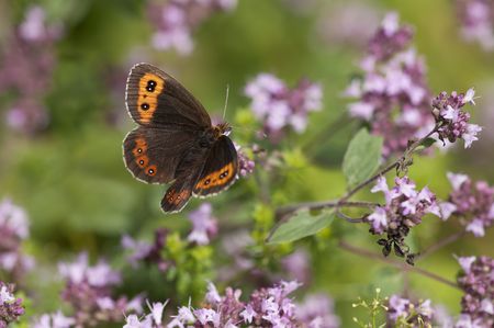 blackmoor butterfly