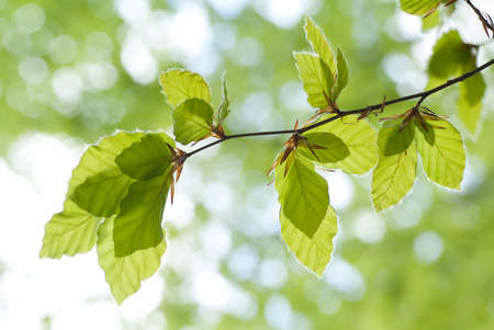 beech leaves against the light