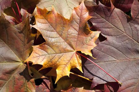 autumn leaves of maple leaves on forest floorの写真素材