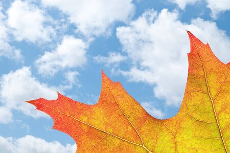 with oak leaf in autumn before the sky with cloudsの写真素材