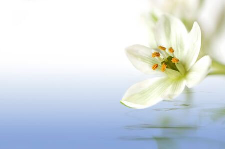 white flower with water reflectionの写真素材