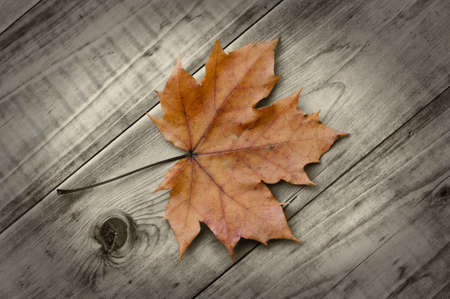 Leaf on woodの写真素材