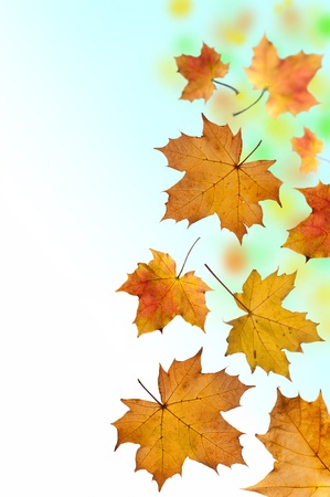 Falling Leavesの写真素材