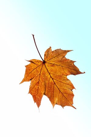 Maple Leaf released on white and blue backgroundの写真素材