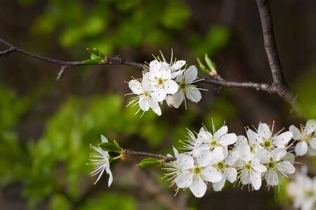 Blackthorn blossoms in closeupの写真素材