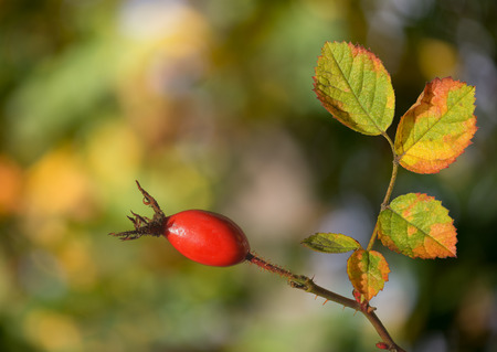Rosehip with forest in backgroundの写真素材