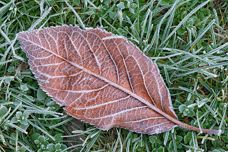Leaf in grass with hoarfrostの写真素材