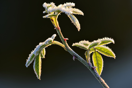 Plant with hoarfrost against the lightの写真素材