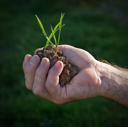 Wheat in handの写真素材
