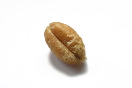 Wheat grainの写真素材