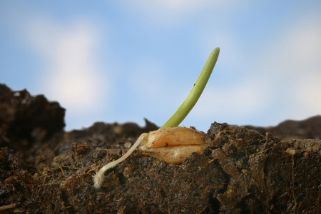 Wheat grain during germination with skyの写真素材