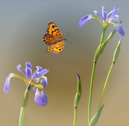 butterfly with two water liliesの写真素材