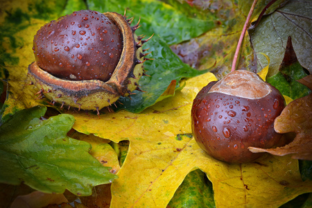 Chestnut on autumn leaf with raindropsの写真素材