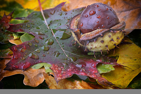 Chestnut on autumn leaf with raindropsの写真素材