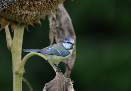 Blue tit on a faded sunflowerの写真素材