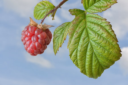 Raspberry in closeupの写真素材
