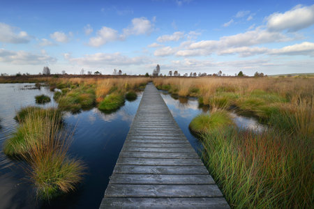 Wooden boardwalk over the swamp in the Netherlands, Europe.の写真素材