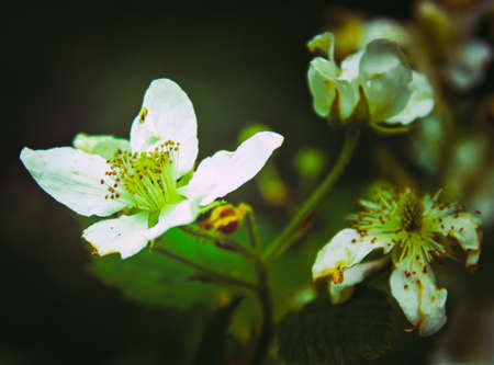 White flower in small gardenの写真素材