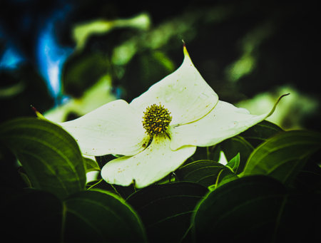 Small white flower in small park and trail head in Chardon, Ohio; Macroの写真素材