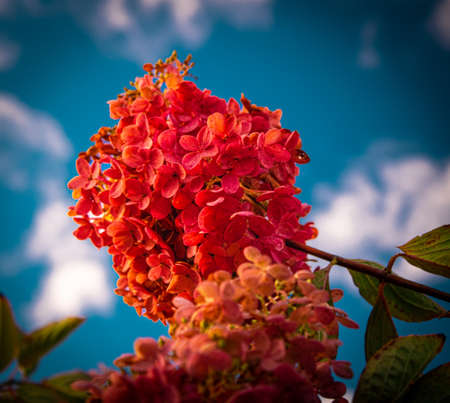 Beautiful red flowers on a background of blue sky with clouds.