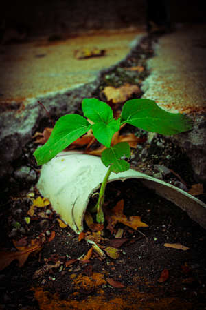 Green sprout growing in the middle of the street