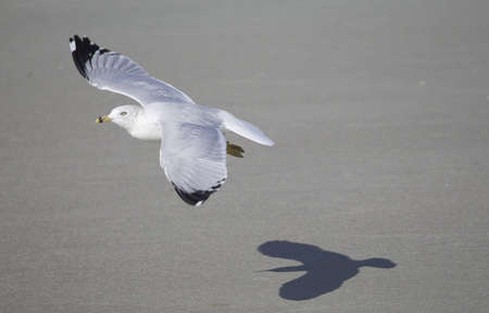 Seagullの写真素材