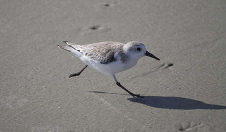 Sand Piper