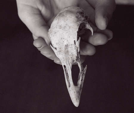 Hands holding bird skullの写真素材