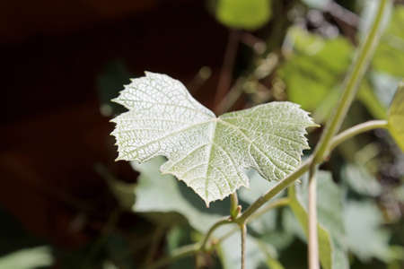Grape Leaf on Vineの写真素材